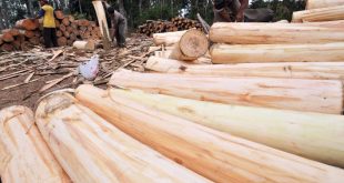 Update Harga Kayu Sengon Terbaru Bulan Ini